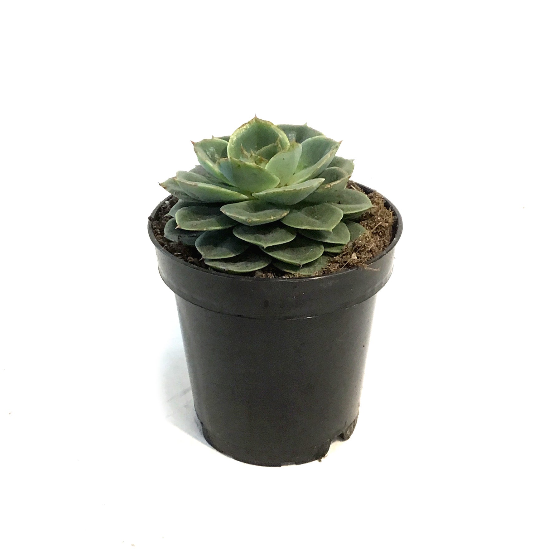 taco succulent Succulent, 3.5in, Echeveria Taco – Floral Acres Greenhouse & Garden Centre
