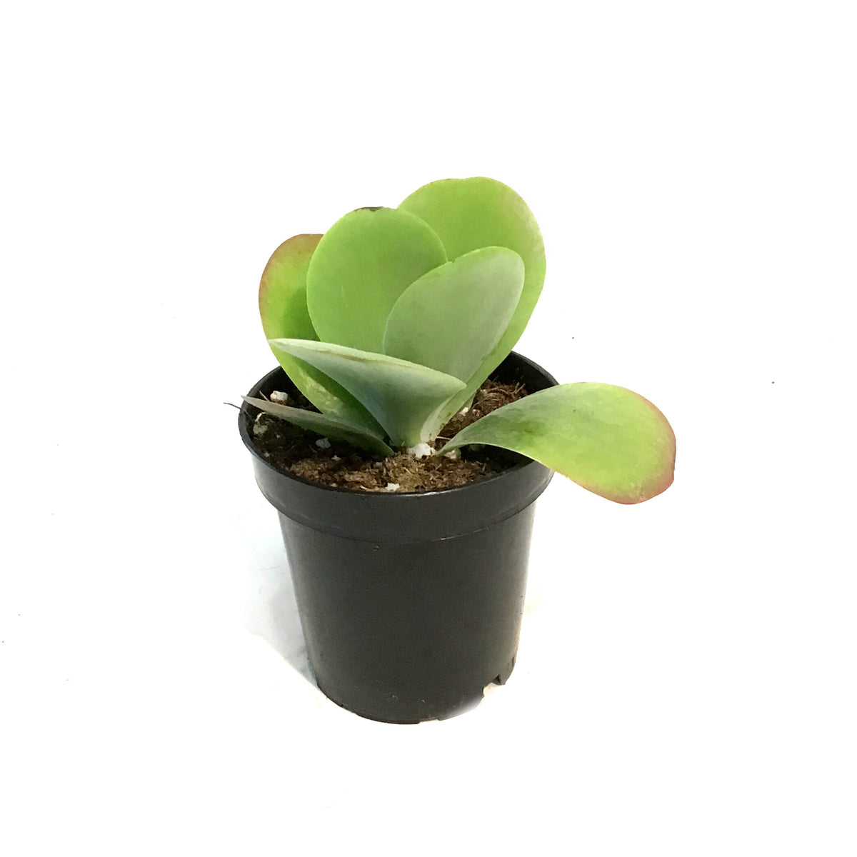 Succulent, 3.5in, Kalanchoe Desert Rose