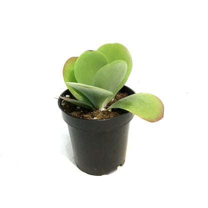 Succulent, 3.5in, Kalanchoe Desert Rose