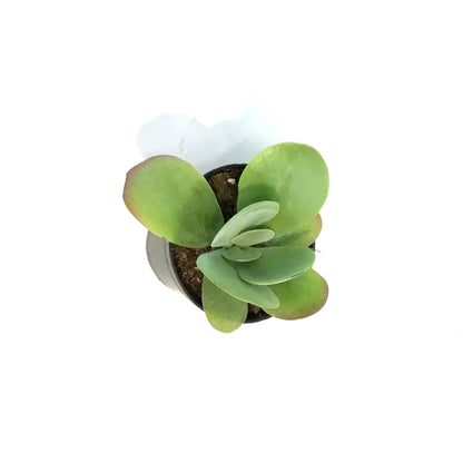 Succulent, 3.5in, Kalanchoe Desert Rose