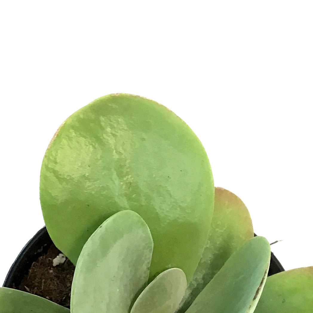 Succulent, 3.5in, Kalanchoe Desert Rose