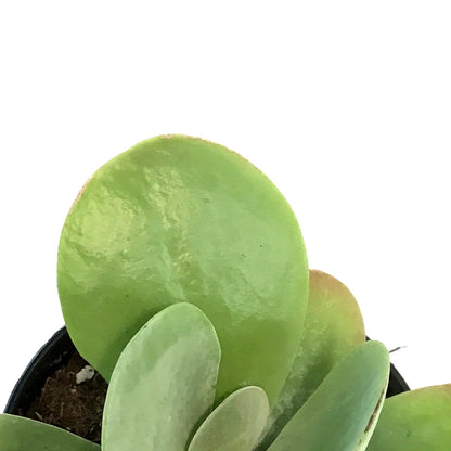 Succulent, 3.5in, Kalanchoe Desert Rose