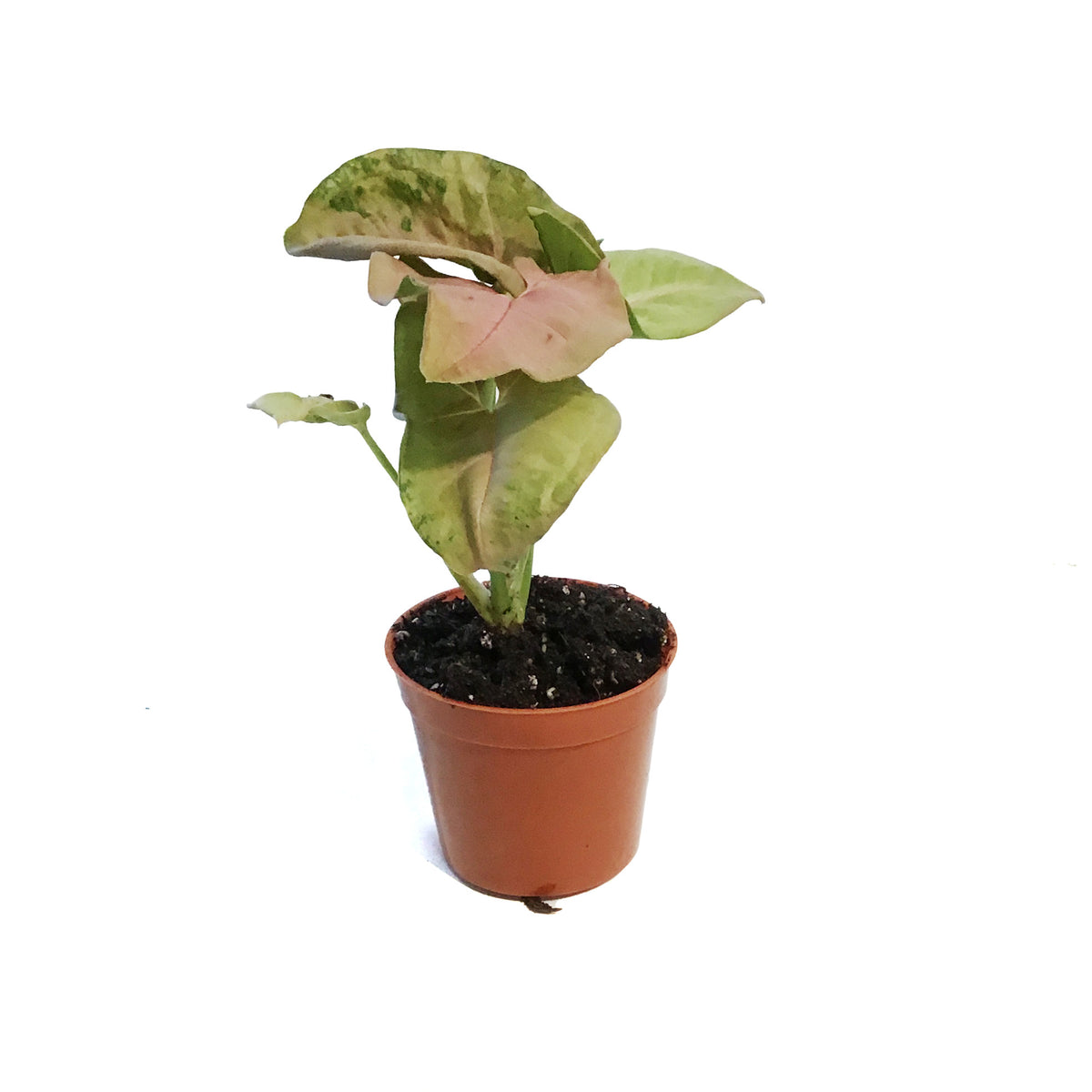 Nephthytis, 2.5in, Pink Neon