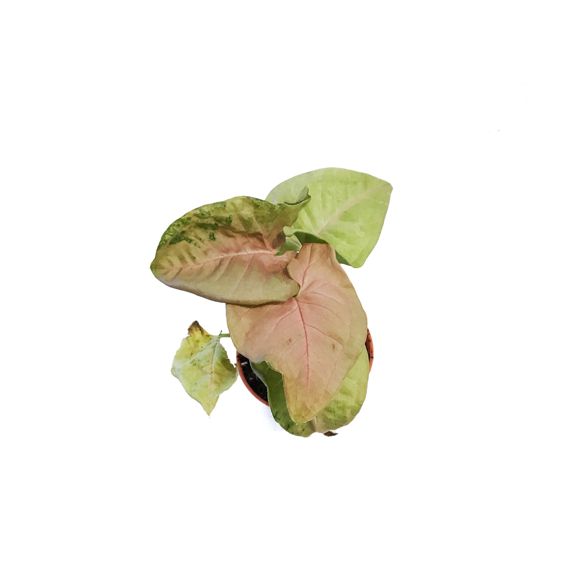 Nephthytis, 2.5in, Pink Neon