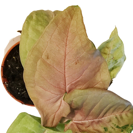 Nephthytis, 2.5in, Pink Neon