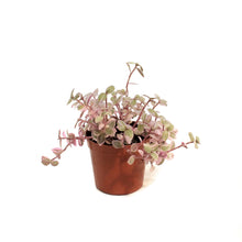 Load image into Gallery viewer, Tradescantia, 2.5in, Pink Panther
