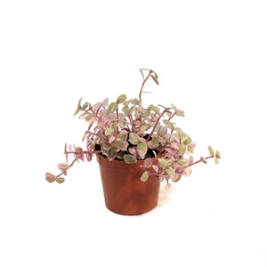 Tradescantia, 2.5in, Pink Panther