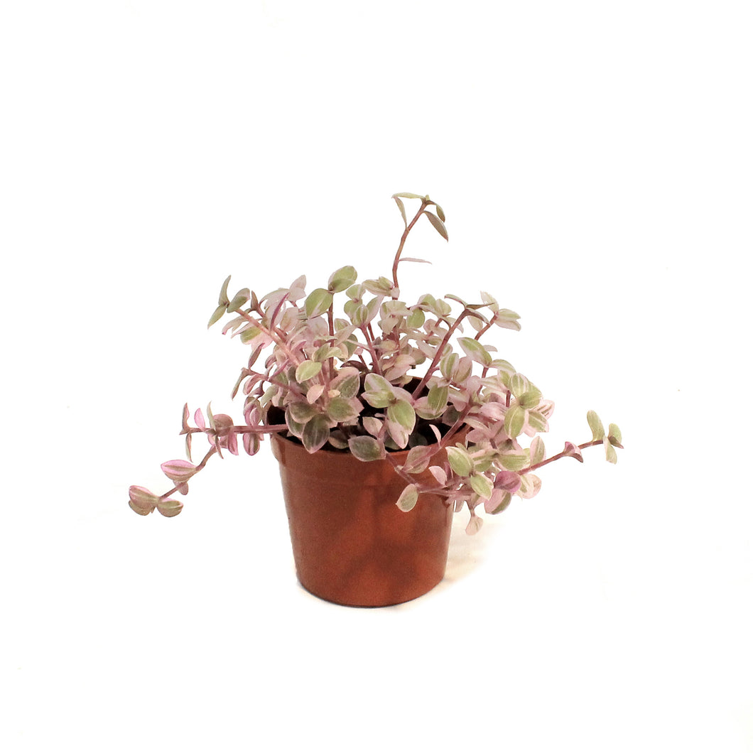 Tradescantia, 2.5in, Pink Panther