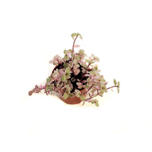 Load image into Gallery viewer, Tradescantia, 2.5in, Pink Panther
