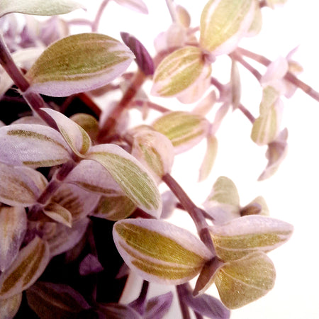 Tradescantia, 2.5in, Pink Panther