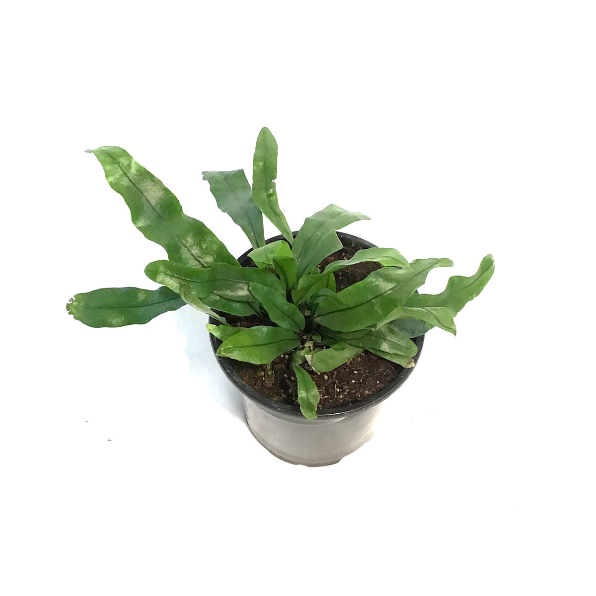 Fern, 4in, Kangaroo