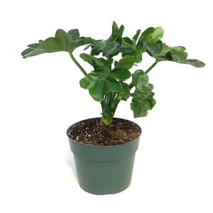 Philodendron, 6in, Super Atom