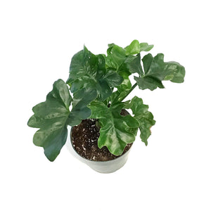 Philodendron, 6in, Super Atom