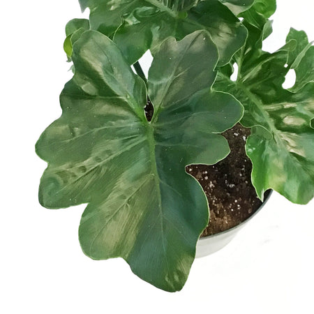 Philodendron, 6in, Super Atom