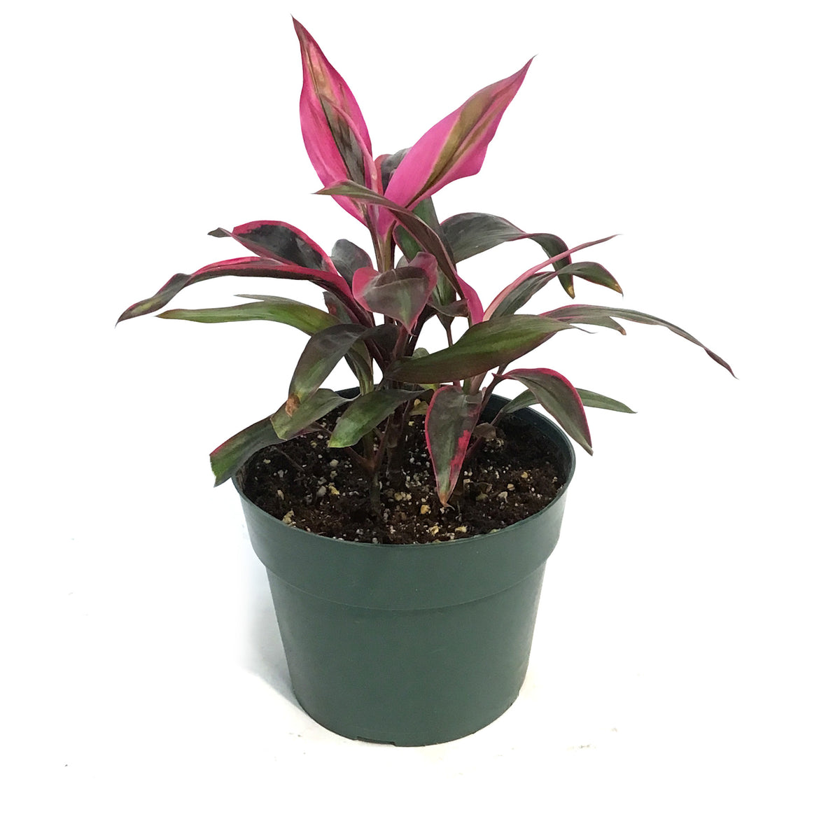 Cordyline, 6in, Red Beryl