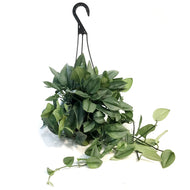 Scindapsus, 6in, Treubii Moonlight, Hanging basket