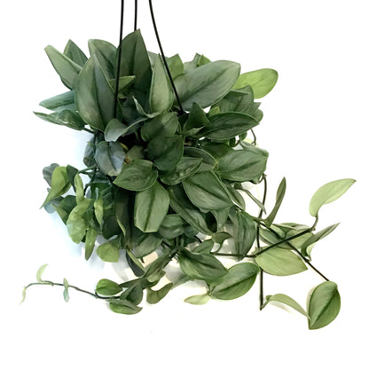 Scindapsus, 6in, Treubii Moonlight, Hanging basket