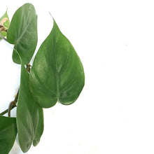 Load image into Gallery viewer, Philodendron, 6in, Heart Leaf, Hanging Basket
