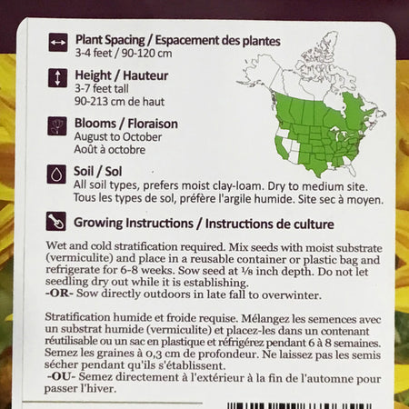 Maximilians Sunflower Seeds, NW