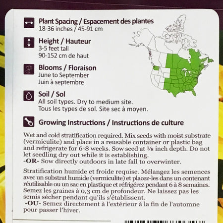 Oxeye Sunflower Seeds, NW