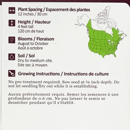 Smooth Blue Aster Seeds, NW