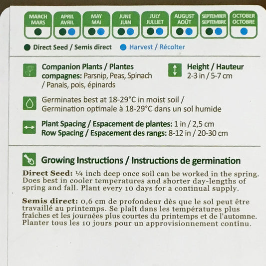 Radish - Pink Beauty Seeds, NW