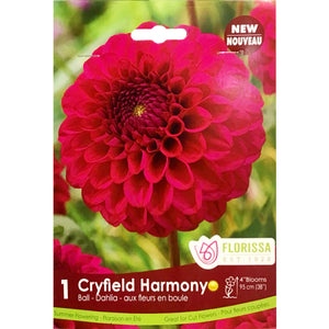 Dahlia, Dinnerplate - Cryfield Harmony 1pk