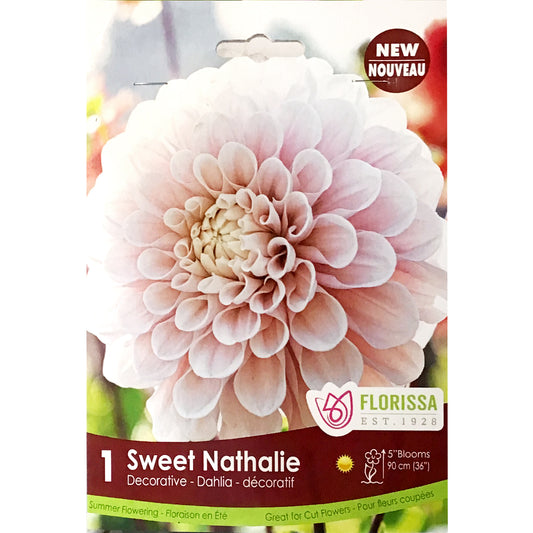 Dahlia, Sweet Nathalie Premium Bulbs 1pk