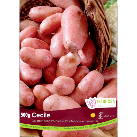 Seed Potato - Cecile, 500g