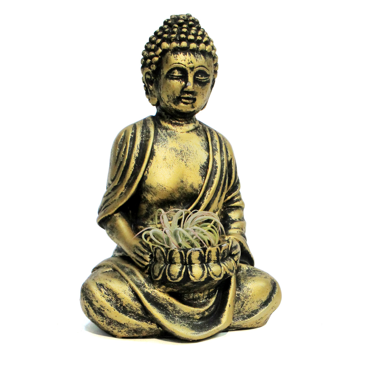 Tillandsia, Namaste Buddha Statue Gold