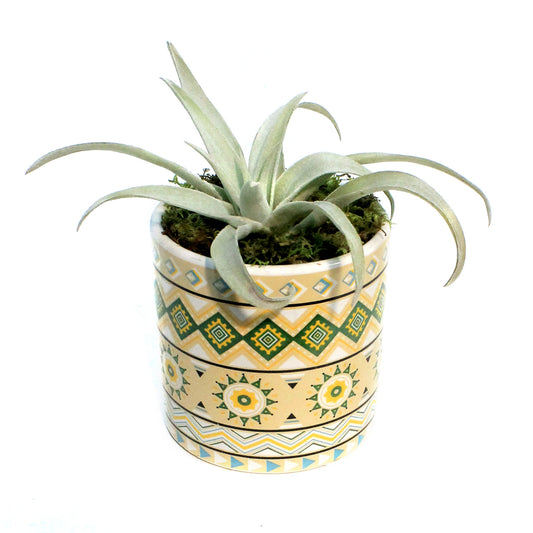 Tillandsia Rainforest Collection