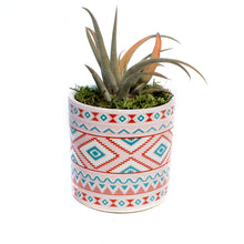Load image into Gallery viewer, Tillandsia Rainforest Collection
