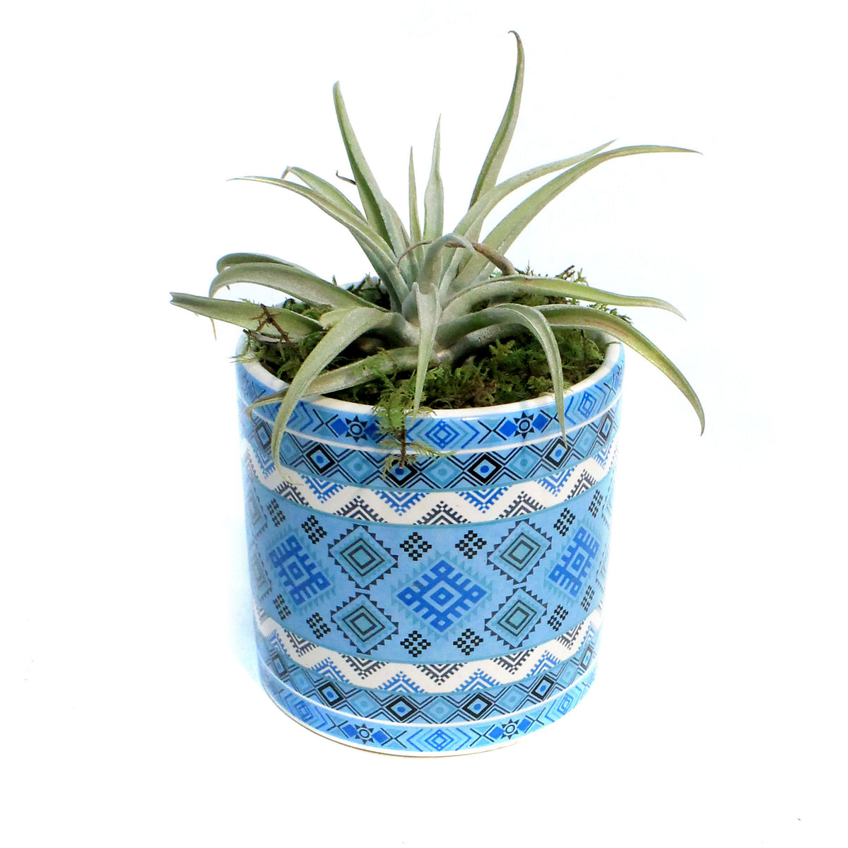 Tillandsia Rainforest Collection