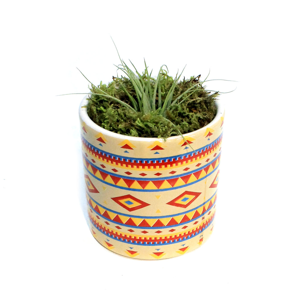 Tillandsia Rainforest Collection