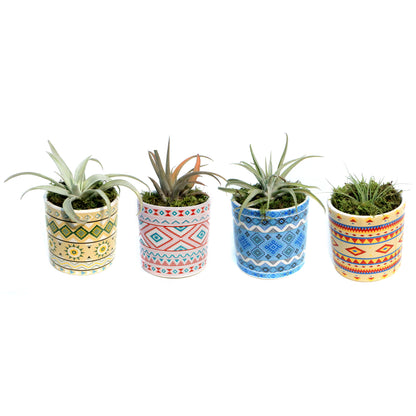 Tillandsia Rainforest Collection