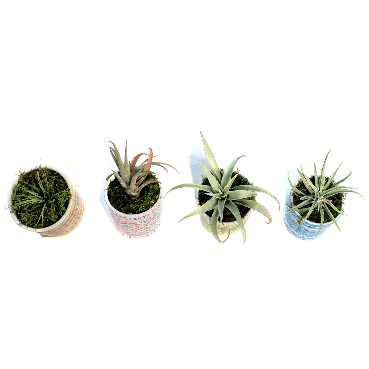 Tillandsia Rainforest Collection