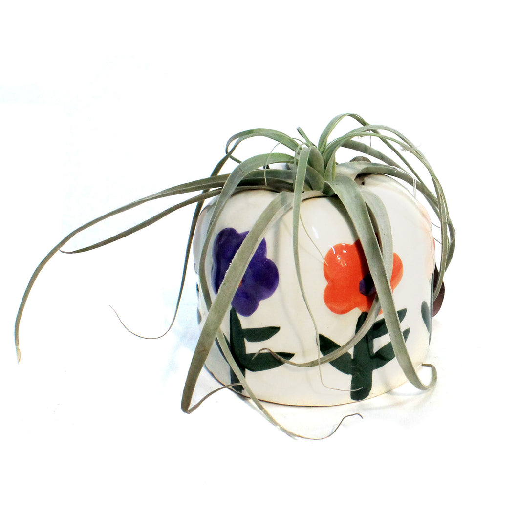 Tillandsia, In Bloom, Large