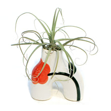 Load image into Gallery viewer, Tillandsia, In Bloom, Organ
