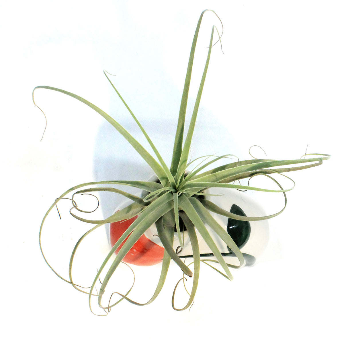 Tillandsia, In Bloom, Organ
