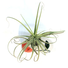 Load image into Gallery viewer, Tillandsia, In Bloom, Organ
