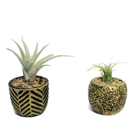 Tillandsia With Burnished Pot