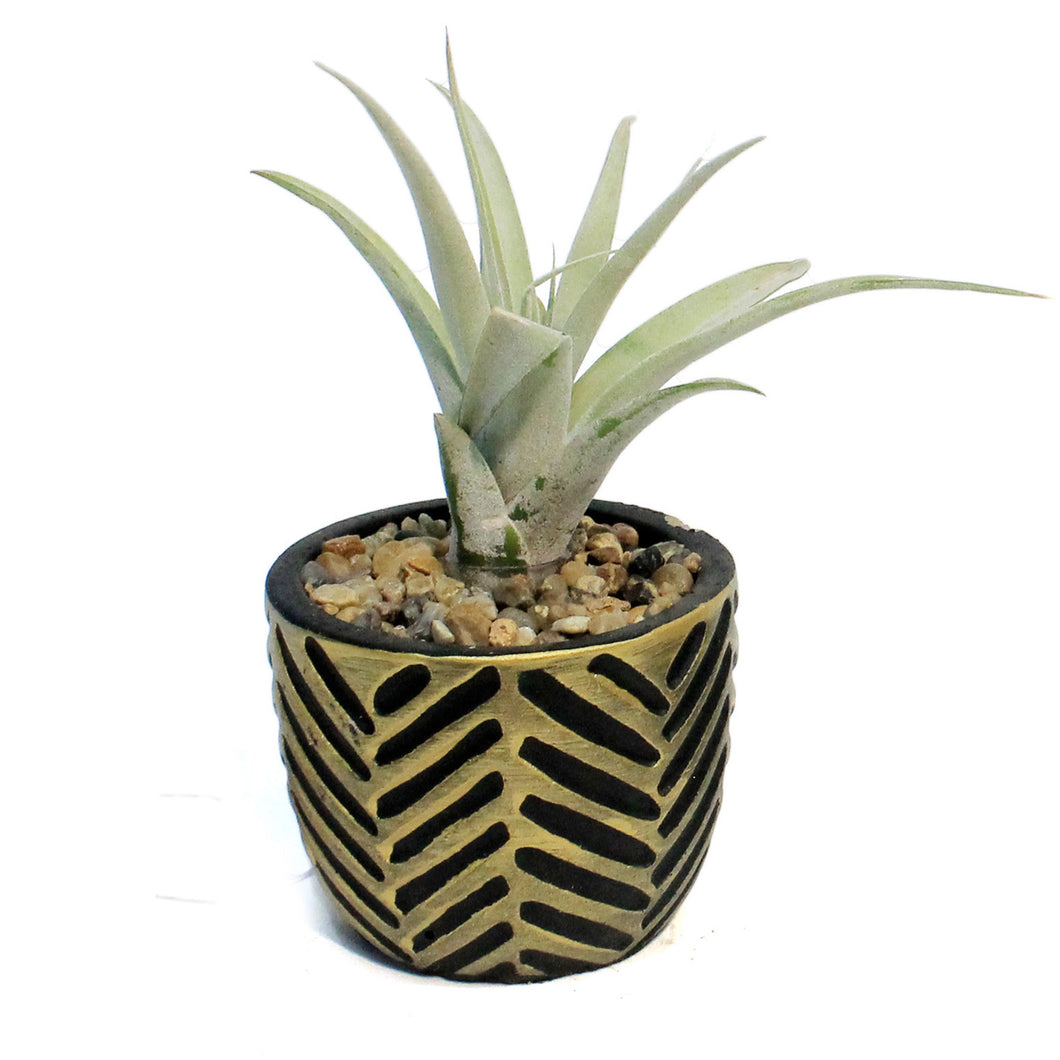 Tillandsia With Burnished Pot