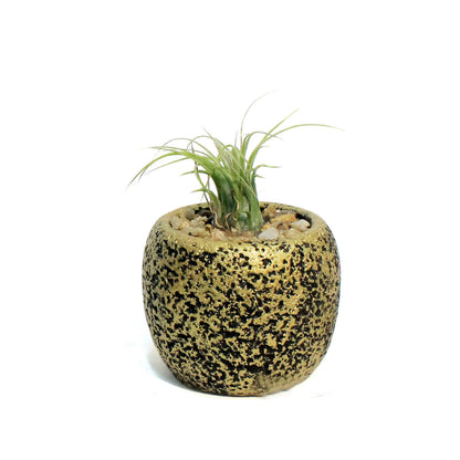 Tillandsia With Burnished Pot