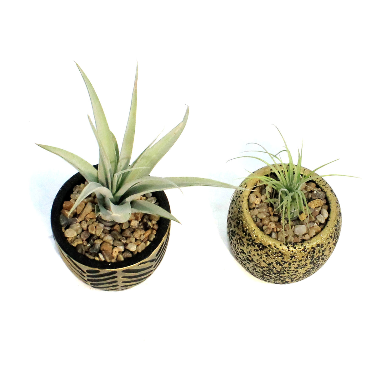 Tillandsia With Burnished Pot