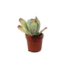 Load image into Gallery viewer, Succulent, 2in, Kalanchoe Flapjacks
