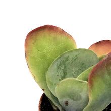 Load image into Gallery viewer, Succulent, 2in, Kalanchoe Flapjacks
