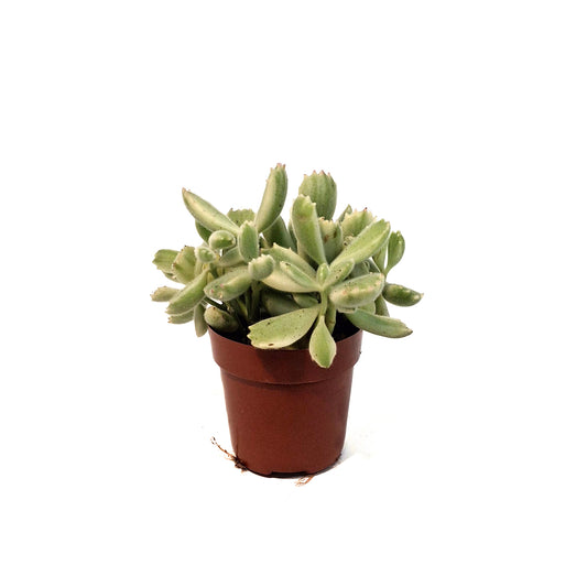 Succulent, 3in, Cotyledon Bear's Paw, Variegated