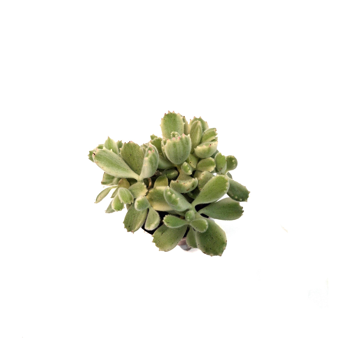 Succulent, 3in, Cotyledon Bear's Paw, Variegated
