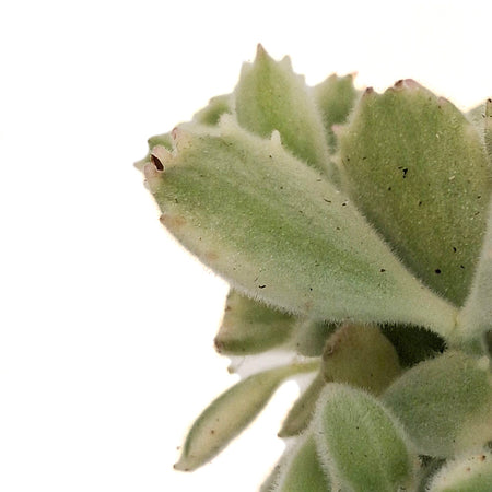 Succulent, 3in, Cotyledon Bear's Paw, Variegated