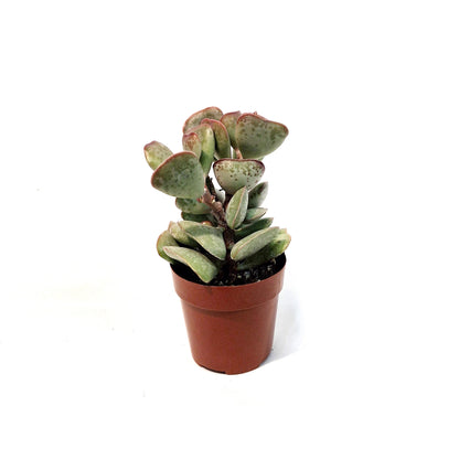 Succulent, 3in, Calico Hearts